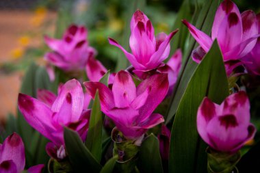 Bir grup Siyam lalesi (zencefil ailesi) çiçek açtı