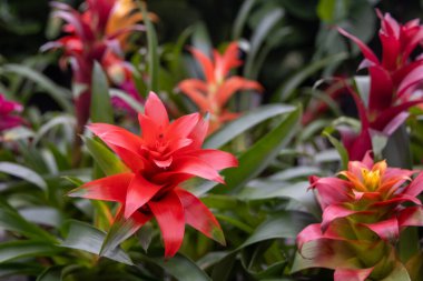 Guzman Bromeliad, yaygın olarak kızıl yıldız olarak bilinir..