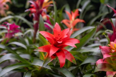 Guzman Bromeliad, yaygın olarak kızıl yıldız olarak bilinir..