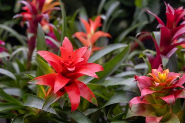 Guzman Bromeliad, yaygın olarak kızıl yıldız olarak bilinir..