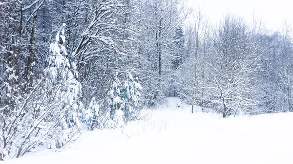 Caminho Floresta Entre Árvores Cobertas Neve Close — Fotografia de Stock