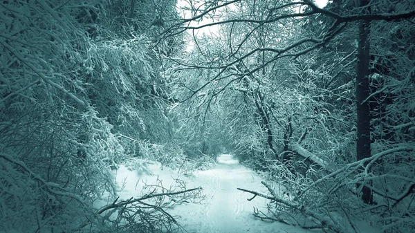 Caminho Floresta Entre Árvores Cobertas Neve Close — Fotografia de Stock