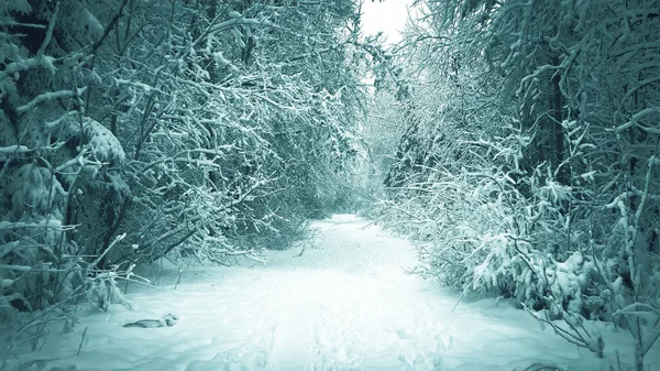 Caminho Floresta Entre Árvores Cobertas Neve Close — Fotografia de Stock