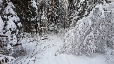 Karla kaplı bir köy, karla kaplı bir ormanın içinde. 
