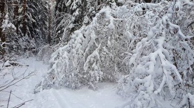 Karla kaplı bir köy, karla kaplı bir ormanın içinde. 
