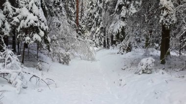 Karla kaplı bir köy, karla kaplı bir ormanın içinde. 