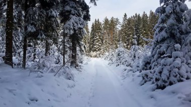 Karla kaplı bir köy, karla kaplı bir ormanın içinde. 