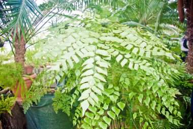 Renkli çiçekler, tropikal bitkiler, yakın plan. 