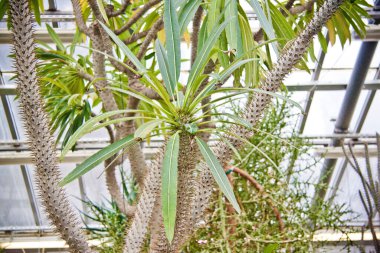 Renkli çiçekler, tropikal bitkiler, yakın plan. 