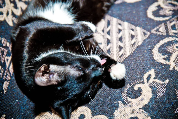 Gatinho Preto Com Patas Brancas Peito Branco Perto — Fotografia de Stock