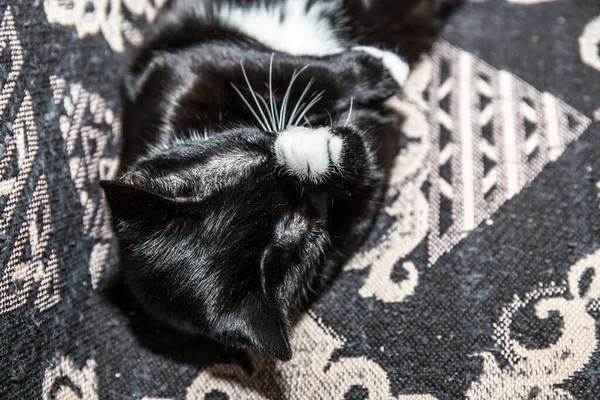 Gatinho Preto Com Patas Brancas Peito Branco Perto — Fotografia de Stock