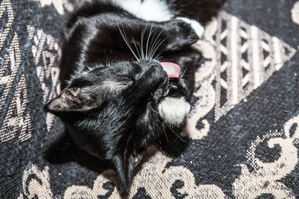 Gattino Nero Con Zampe Bianche Seno Bianco Vicino — Foto Stock