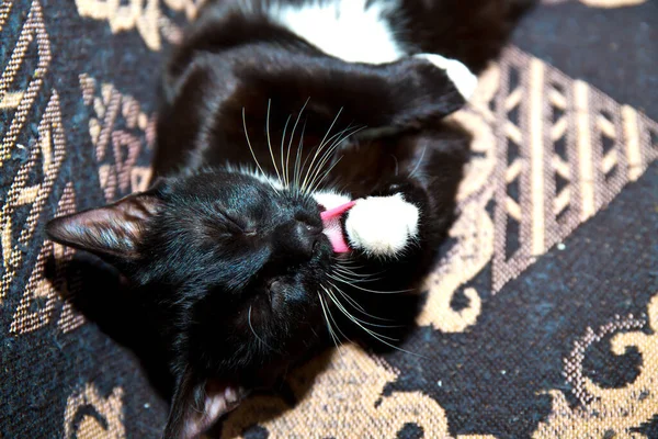 Black Kitten White Paws White Breast Close — Stock Photo, Image