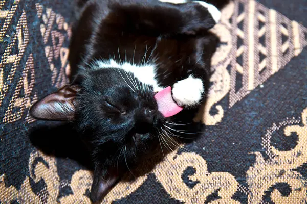 Black Kitten White Paws White Breast Close — Stock Photo, Image