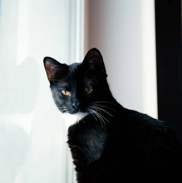 Gatito Negro Con Patas Blancas Pecho Blanco Cerca —  Fotos de Stock