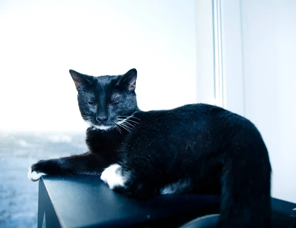 白いパウと白い胸を閉じる黒子猫 — ストック写真