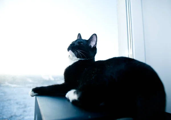 Gatinho Preto Com Patas Brancas Peito Branco Perto — Fotografia de Stock