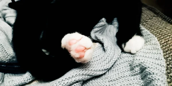 Gatito Negro Con Patas Blancas Pecho Blanco Cerca —  Fotos de Stock