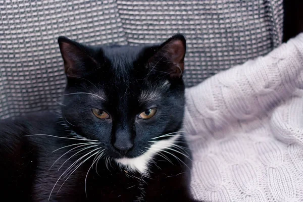 Gatinho Preto Com Patas Brancas Peito Branco Perto — Fotografia de Stock