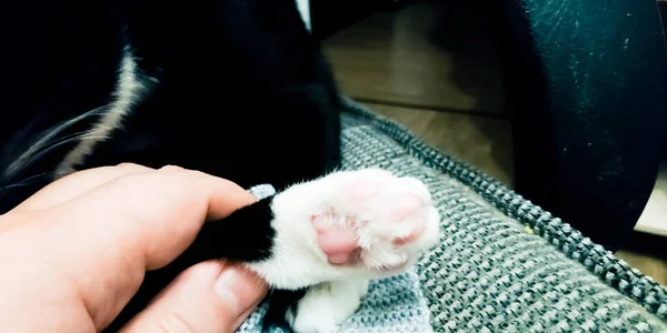 Black Kitten White Paws White Breast Close — Stock Photo, Image