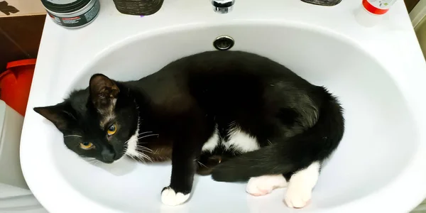 Gatito Negro Con Patas Blancas Pecho Blanco Cerca — Foto de Stock