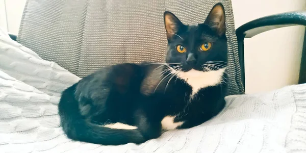 Gatito Negro Con Patas Blancas Pecho Blanco Cerca — Foto de Stock