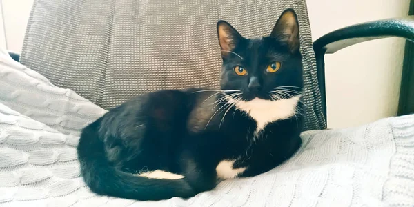 Gatito Negro Con Patas Blancas Pecho Blanco Cerca — Foto de Stock