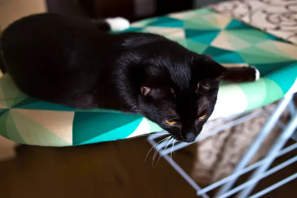 Gatinho Preto Com Patas Brancas Peito Branco Perto — Fotografia de Stock