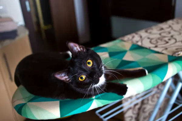 Black Kitten White Paws White Breast Close — Stock Photo, Image