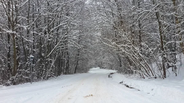 Karla Kaplı Bir Köy Karla Kaplı Bir Ormanın Içinde — Stok fotoğraf