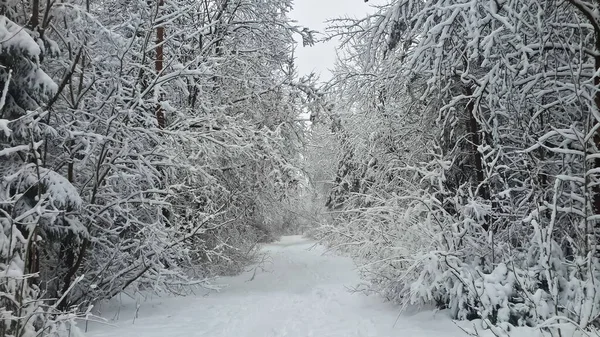 Karla Kaplı Bir Köy Karla Kaplı Bir Ormanın Içinde — Stok fotoğraf