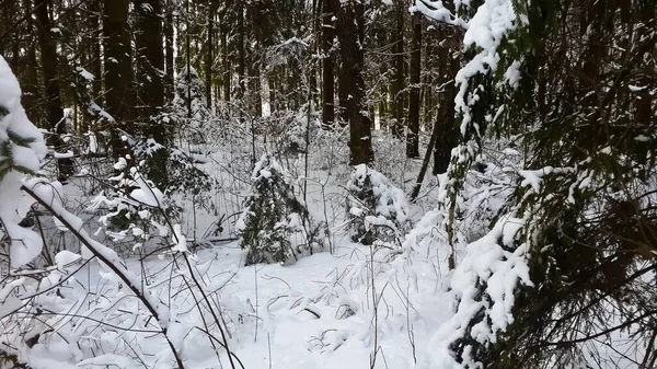 Aldeia Coberta Neve Entre Floresta Coberta Neve Close — Fotografia de Stock