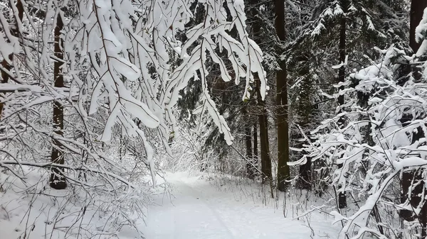 Karla kaplı bir köy, karla kaplı bir ormanın içinde. 