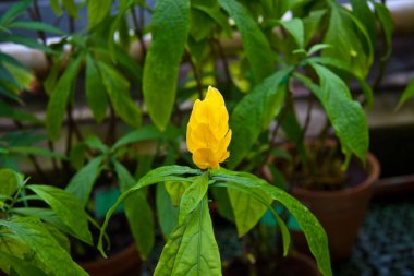 Renkli çiçekler, tropikal bitkiler, yakın plan. 