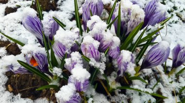 İlkbaharın başında karların altında lale çalısı yakın plan. 