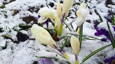 İlkbaharın başında karların altında lale çalısı yakın plan. 