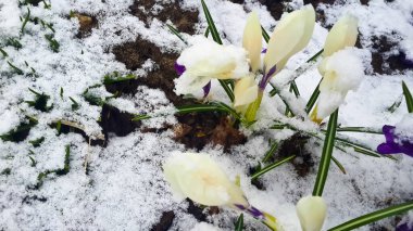 İlkbaharın başında karların altında lale çalısı yakın plan. 