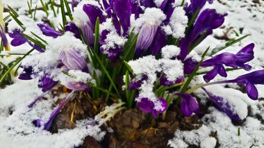 İlkbaharın başında karların altında lale çalısı yakın plan. 