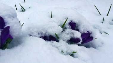 İlkbaharın başında karların altında lale çalısı yakın plan. 