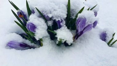 İlkbaharın başında karların altında lale çalısı yakın plan. 