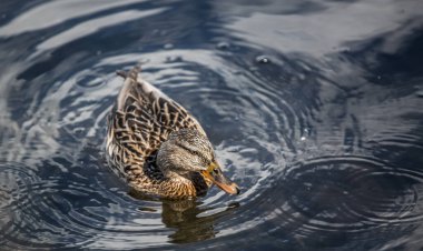 Yaban ördeği, çimlere yakın çekim. 