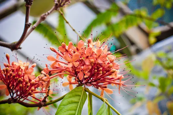 Барвисті Квіти Цвітуть Тропічна Рослина Крупним Планом — стокове фото
