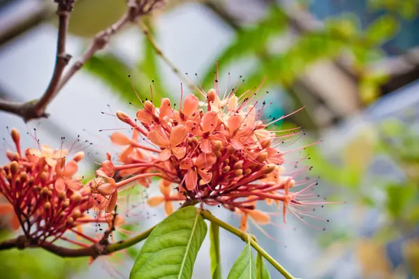 Красочные Цветы Цветущие Тропические Растения Крупным Планом — стоковое фото