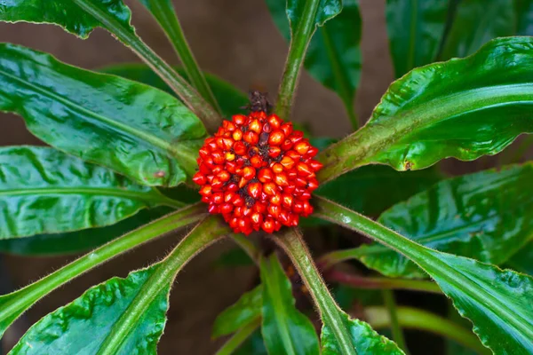 Красочные Цветы Цветущие Тропические Растения Крупным Планом — стоковое фото