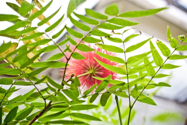 Fiori Colorati Che Sbocciano Pianta Tropicale Primo Piano — Foto Stock