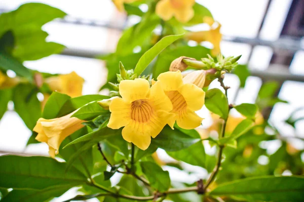 Flores Coloridas Florescendo Planta Tropical Close — Fotografia de Stock