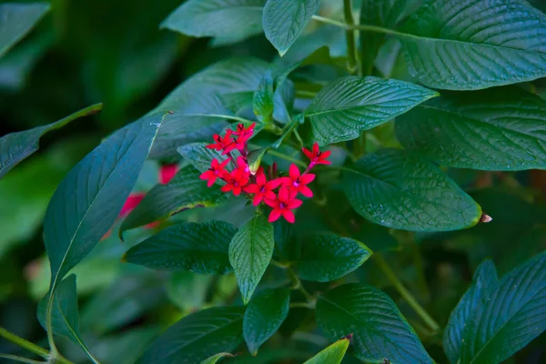 Kleurrijke Bloemen Bloeiende Tropische Plant Close — Stockfoto