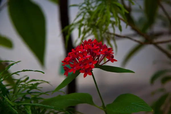 Fiori Colorati Che Sbocciano Pianta Tropicale Primo Piano — Foto Stock