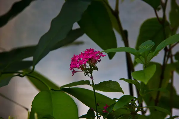 Kleurrijke Bloemen Bloeiende Tropische Plant Close — Stockfoto