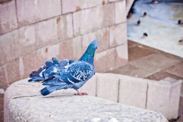 Zwei Wilde Tauben Aus Nächster Nähe Ufer Des Flusses — Stockfoto